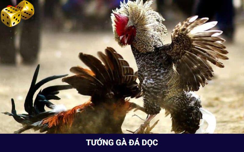 Xem tướng của gà đá dọc