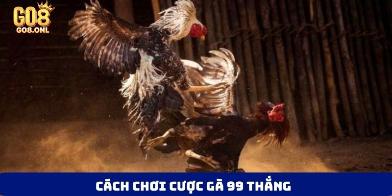 Cách chơi cược gà 99 thắng