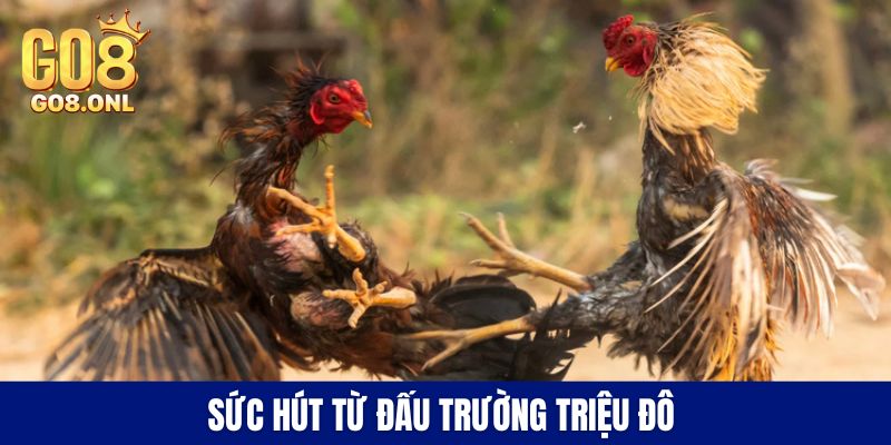 Sức hút từ đấu trường triệu đô