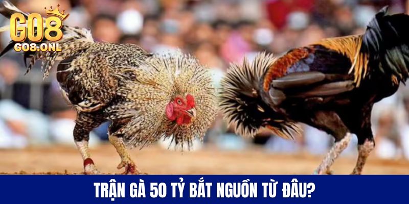 Trận gà 50 tỷ bắt nguồn từ đâu?